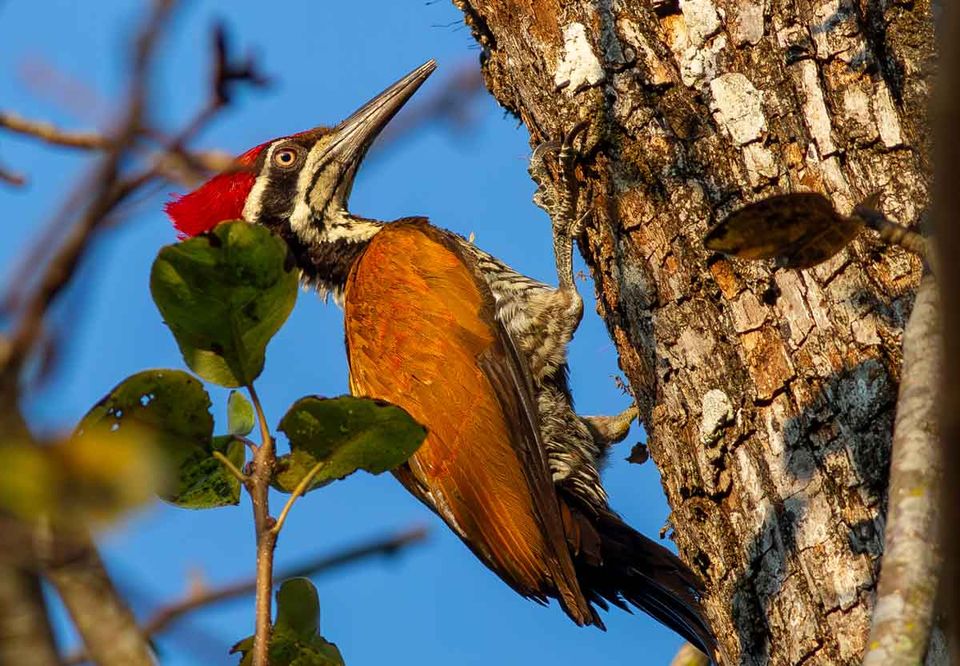 A flameback woodpecker on a tree trunk against a blue sky