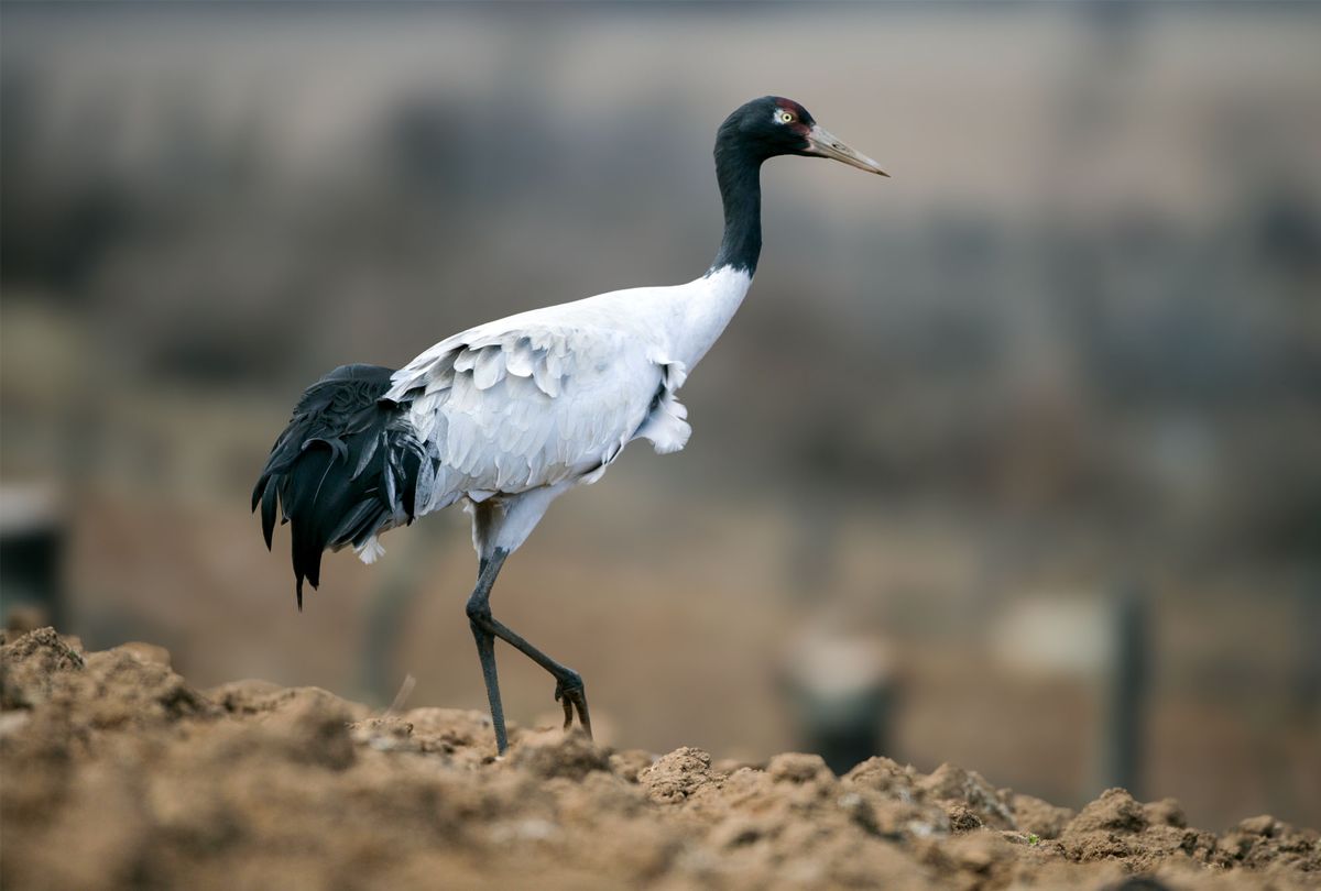 A Black-necked Crane walking across an open wetland