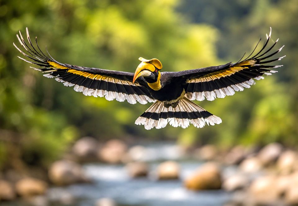 A Great Hornbill in flight with wings fully spread above a river