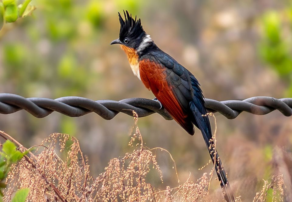 A Chestnut-winged Cuckoo perched on a wire fence
