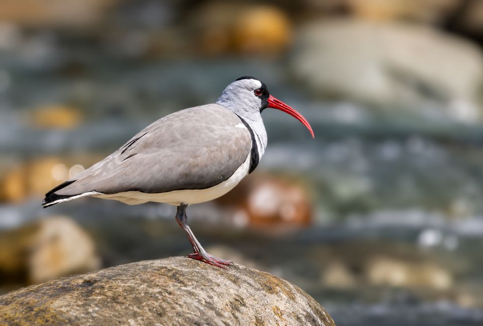 An Ibisbill standing on a river boulder
