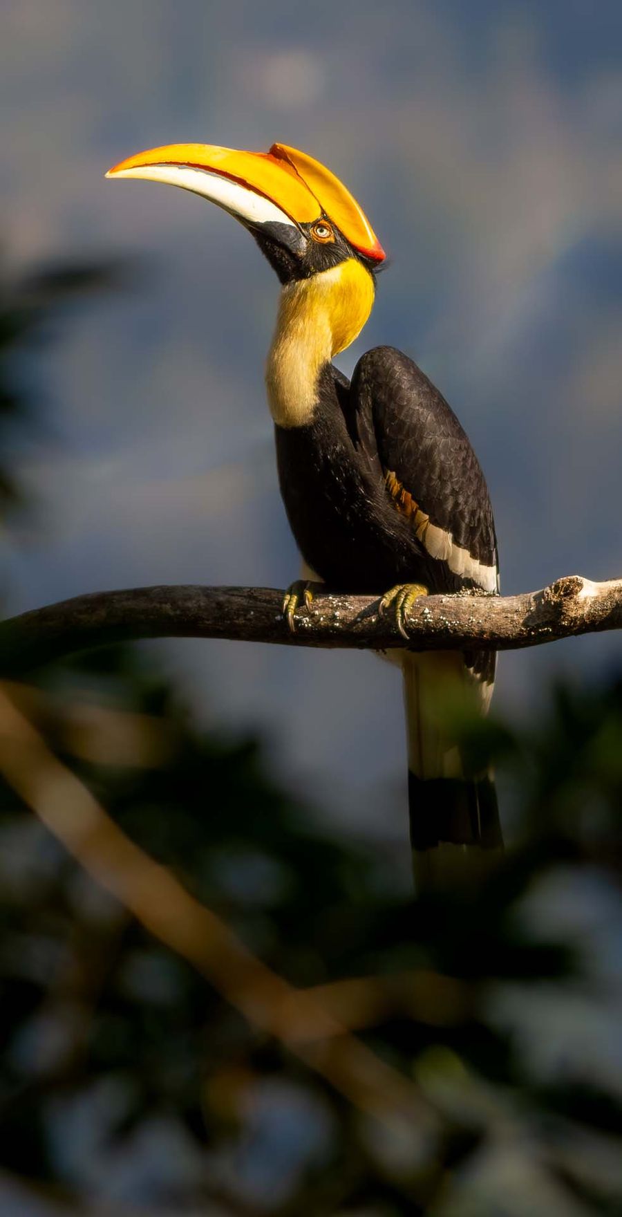 A Great Hornbill perched on a bare branch against soft blue