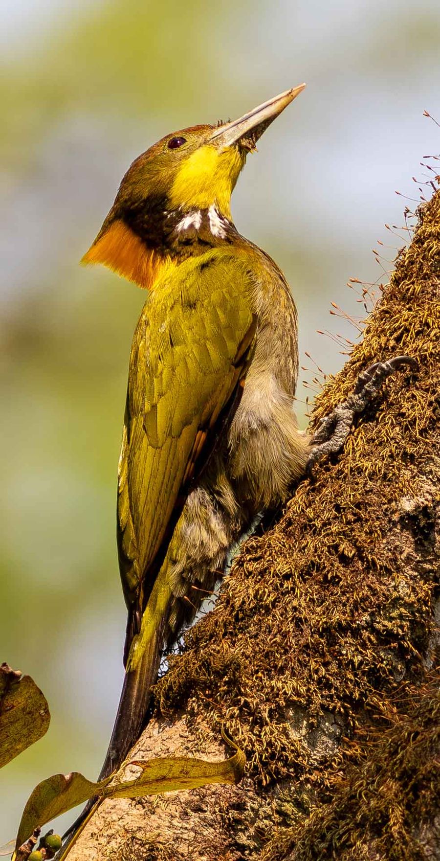 A Greater Yellownape woodpecker clinging to a mossy trunk