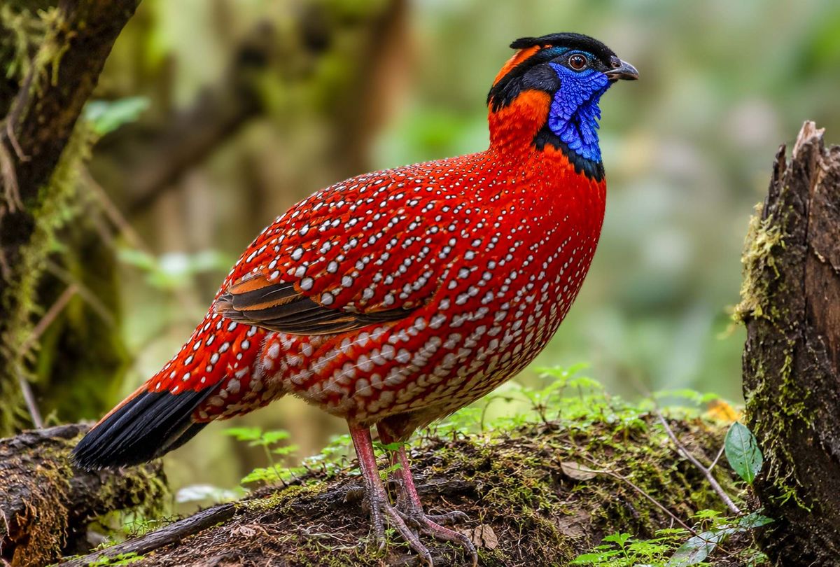 A male Satyr Tragopan in crimson plumage with a blue face