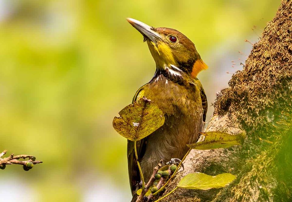 A yellow-naped woodpecker feeding on a mossy termite mound
