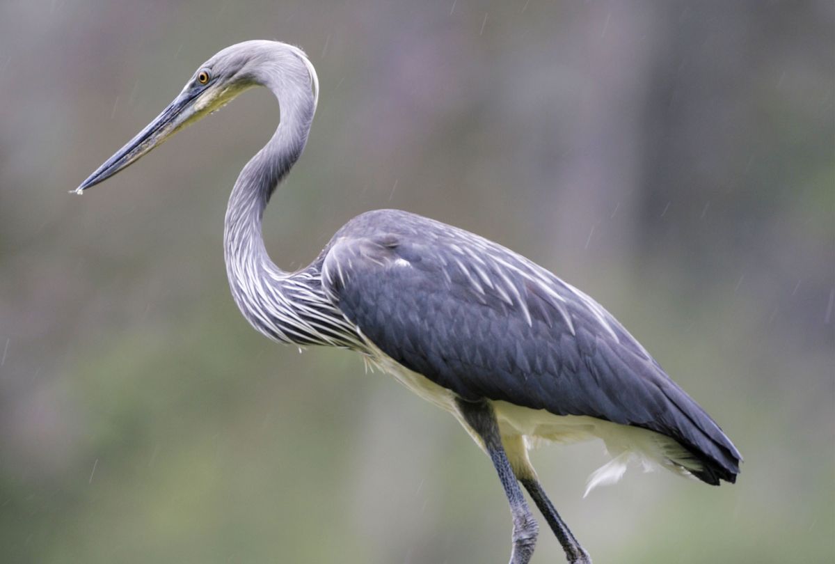 A White-bellied Heron standing in profile against a soft background
