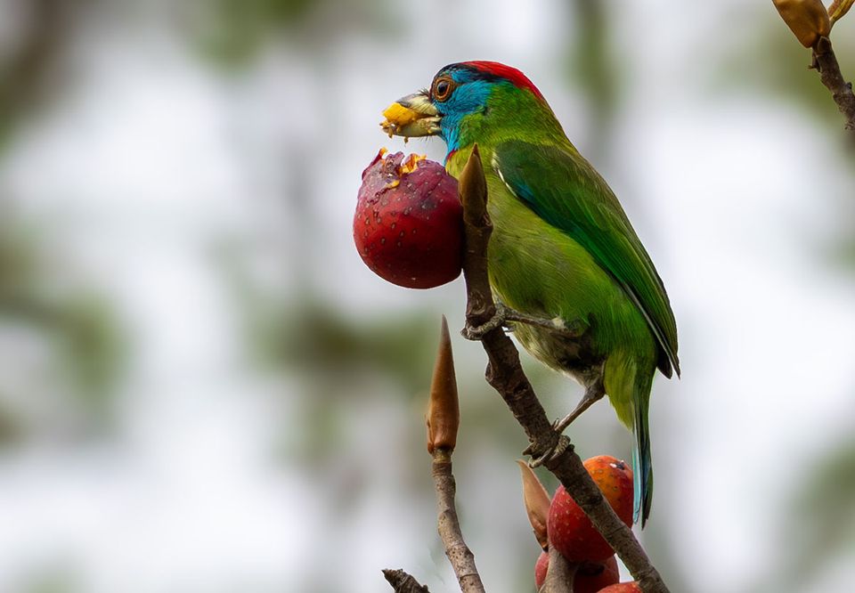 A green barbet holding a red fruit in its bill