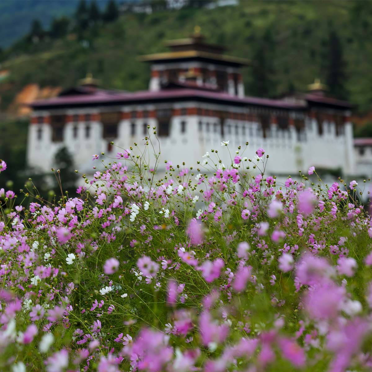 A dzong framed by spring blossoms