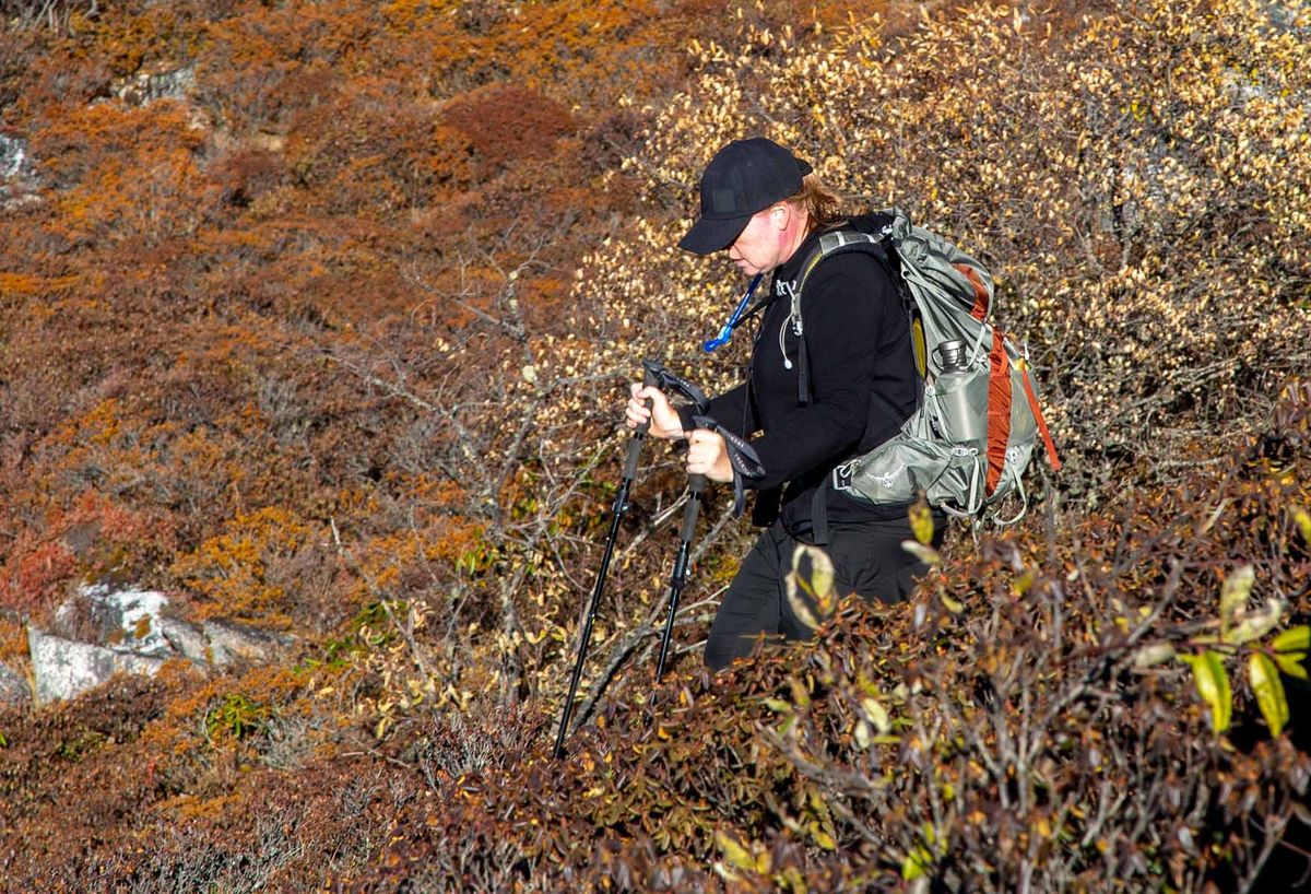 A hiker with a pack climbing an open slope of autumn scrub