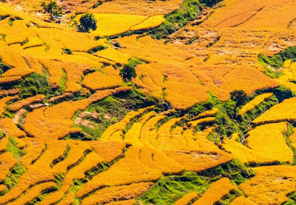 Golden terraced rice fields carved into a green hillside