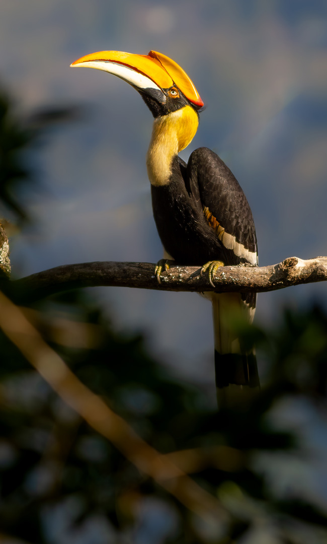 A great hornbill perched on a branch in Bhutan's forests