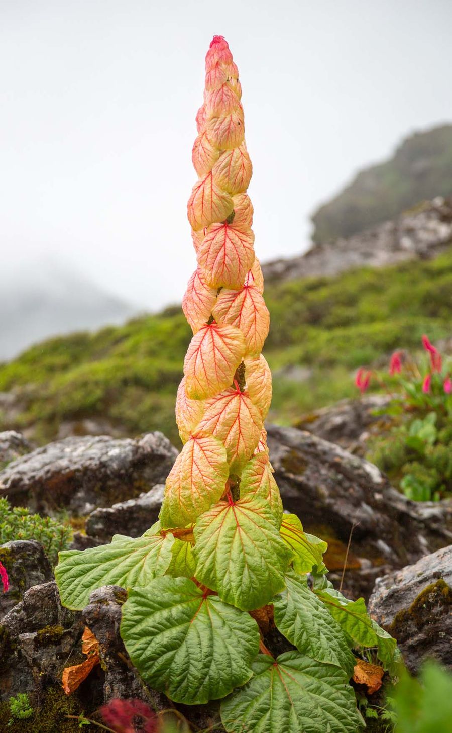 A towering noble rhubarb flower spike on a high alpine slope