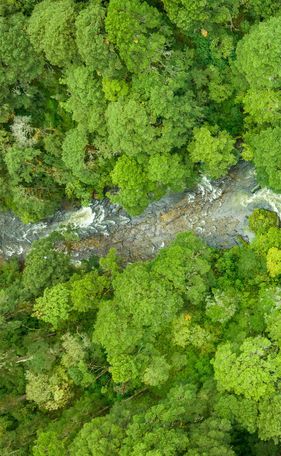 Aerial view of a stream winding through dense green forest canopy