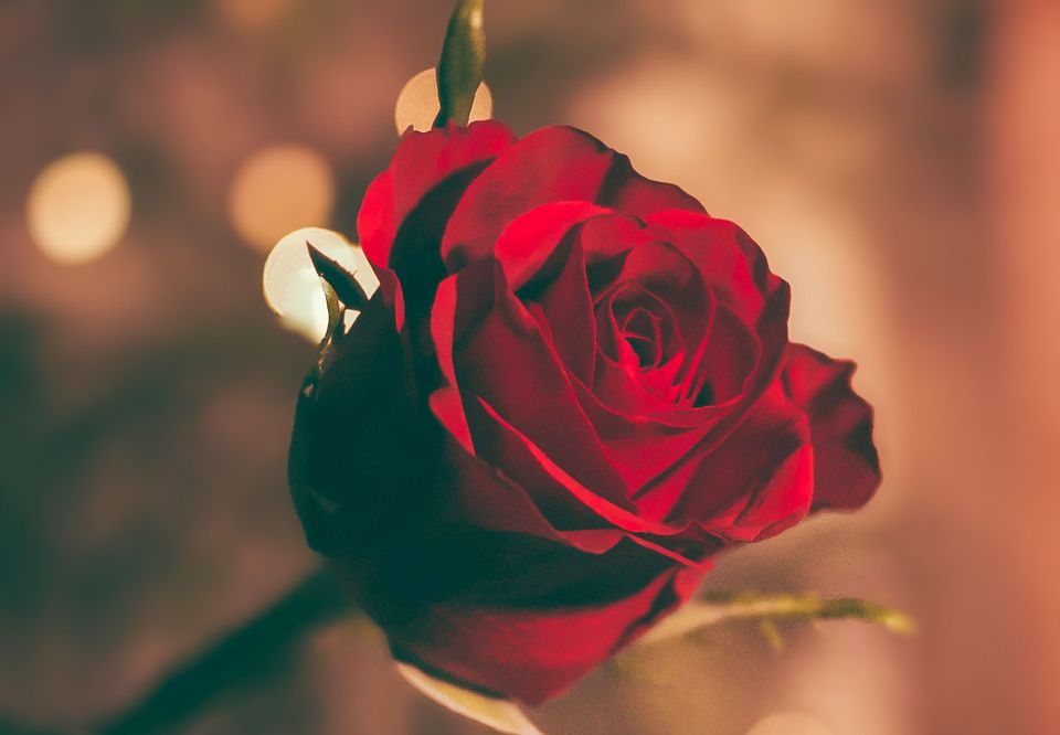 A single red rose against a softly lit background