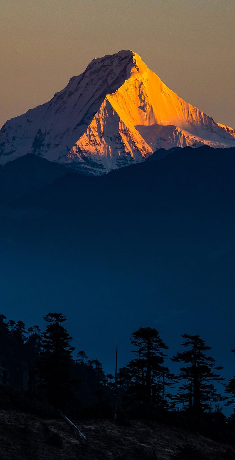 A peak lit gold at sunrise above silhouetted pine forest