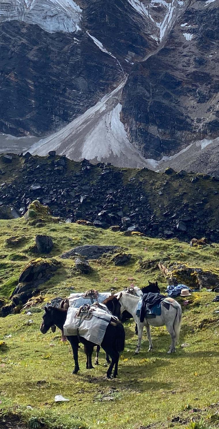 Laden pack horses grazing a green alpine meadow below cliffs